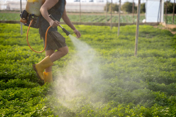Best Pest Removal Services  in West Hammond, NM