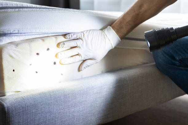 Best Rat Extermination Near Me  in West Hammond, NM