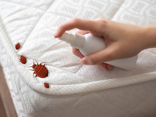 Best Emergency Pest Control  in West Hammond, NM