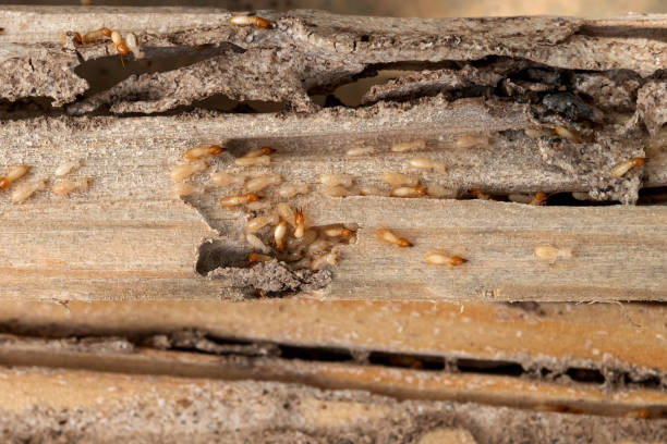 Best Pest Inspection Near Me  in West Hammond, NM